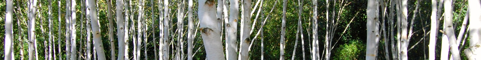 picture of silver birch trees